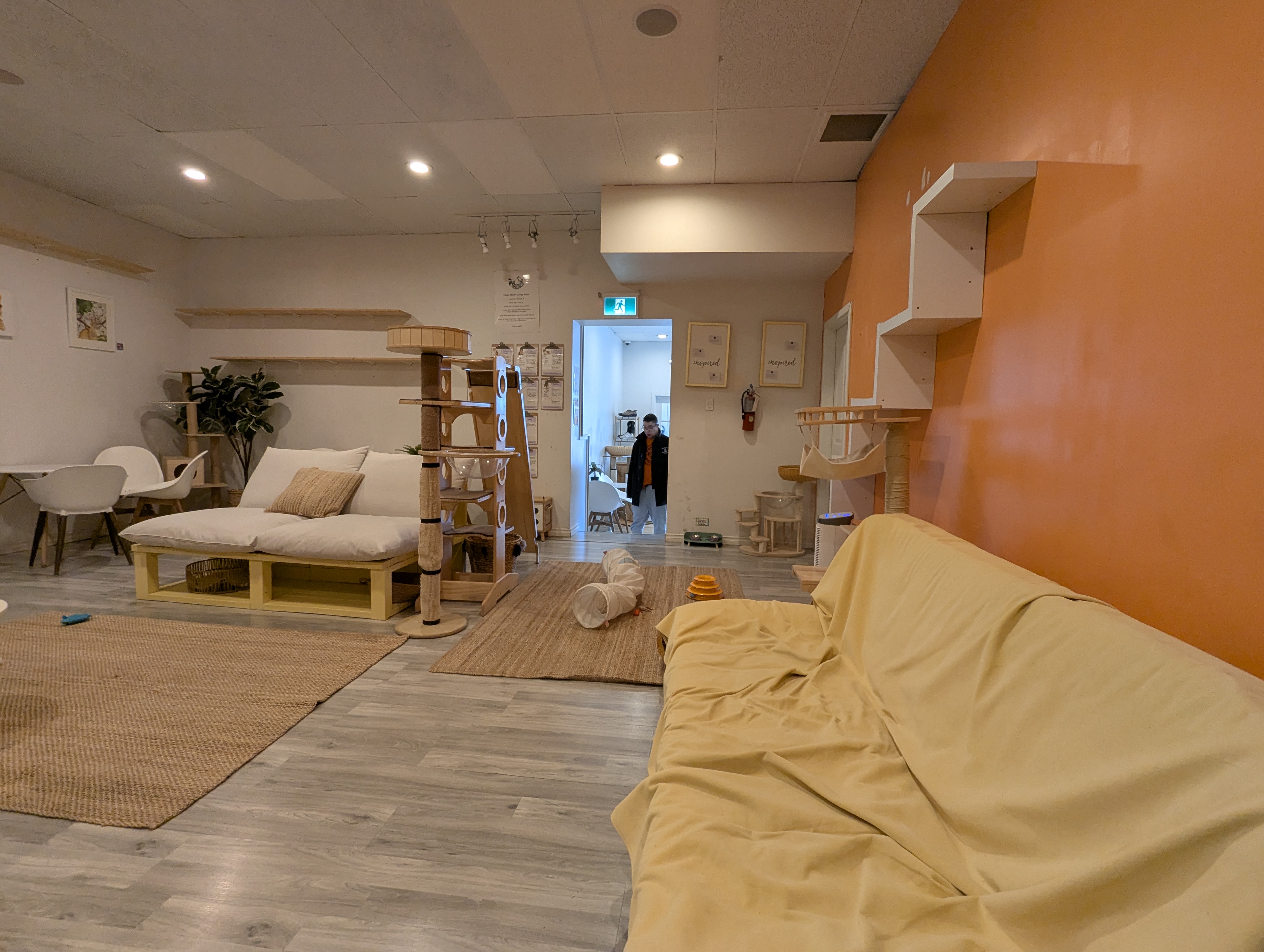 Birthday Trip to Canada, Cat Cafe, Edmonton